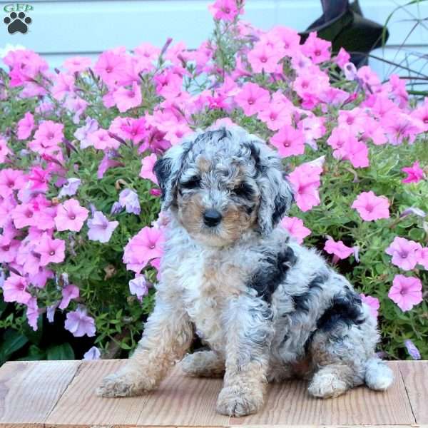 Sage, Mini Bernedoodle Puppy