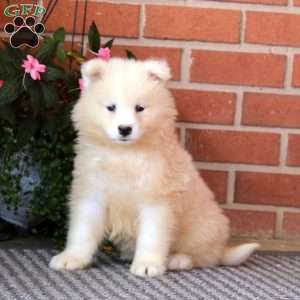 Samoyed retailer mix puppies for near me