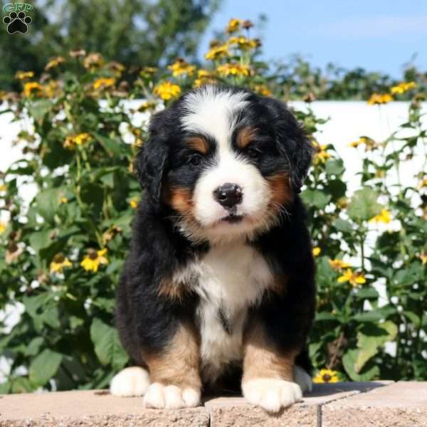 Sailor, Bernese Mountain Dog Puppy