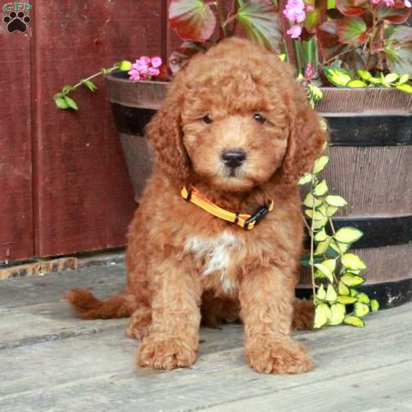 Samantha, Mini Goldendoodle Puppy