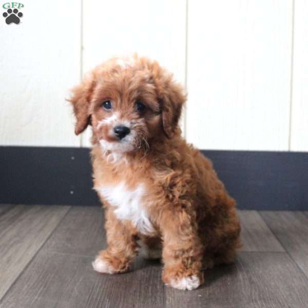 Sammy, Cavapoo Puppy