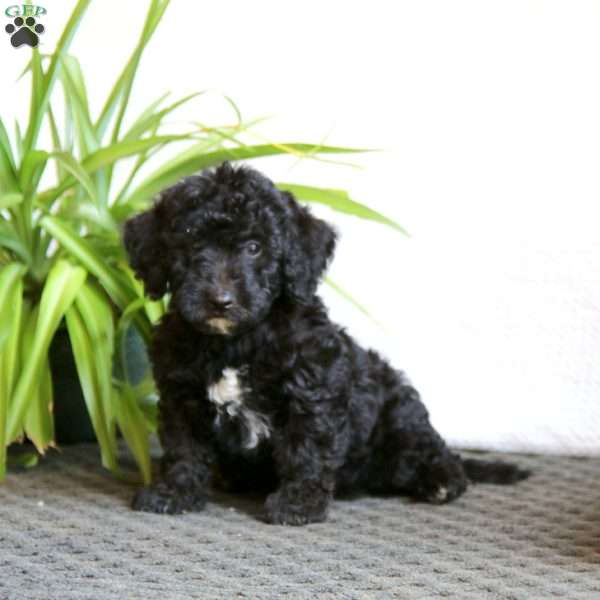 Sammy, Mini Labradoodle Puppy