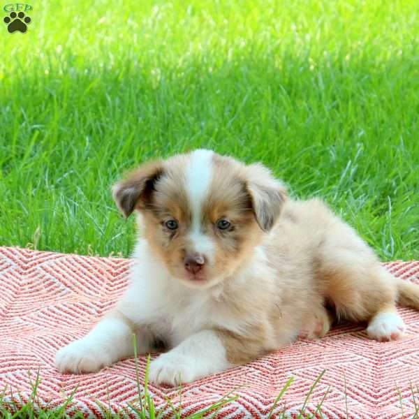 Sampson, Miniature Australian Shepherd Puppy