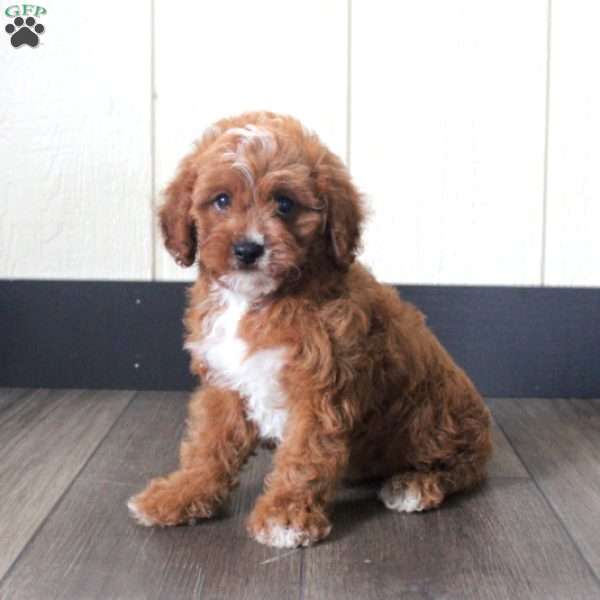 Sampson, Cavapoo Puppy