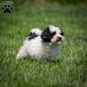 Samson, Toy Poodle Puppy