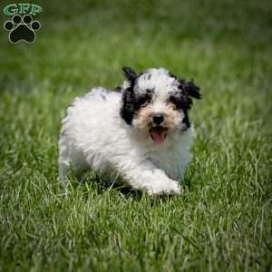 Samson, Toy Poodle Puppy