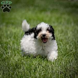 Samson, Toy Poodle Puppy