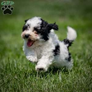 Samson, Toy Poodle Puppy