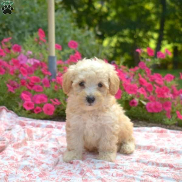 Samson, Maltipoo Puppy