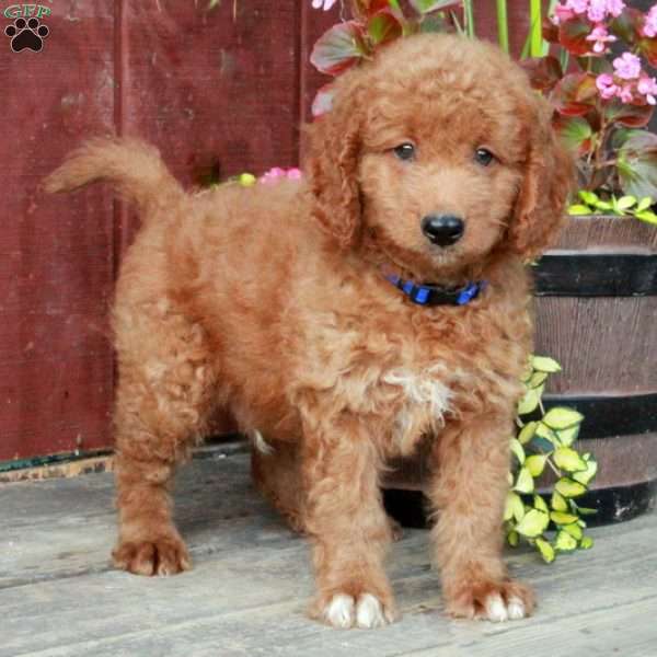 Samson, Mini Goldendoodle Puppy