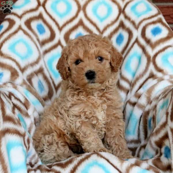 Samson, Miniature Poodle Puppy