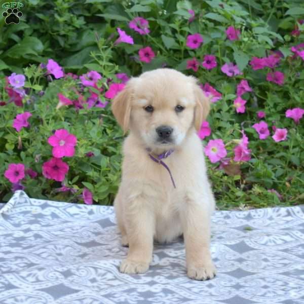 Sandy, Golden Retriever Puppy