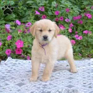 Sandy, Golden Retriever Puppy