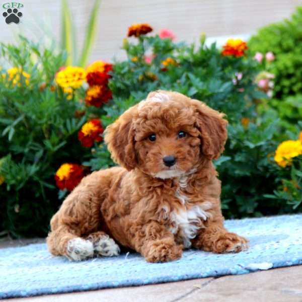 Sara, Miniature Poodle Puppy