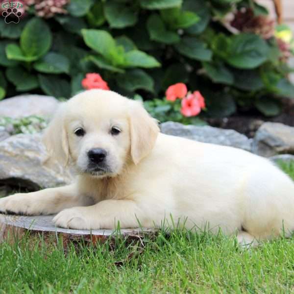 Sarah, English Cream Golden Retriever Puppy