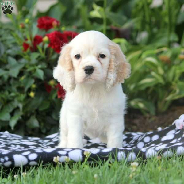 Sarah, Cocker Spaniel Puppy