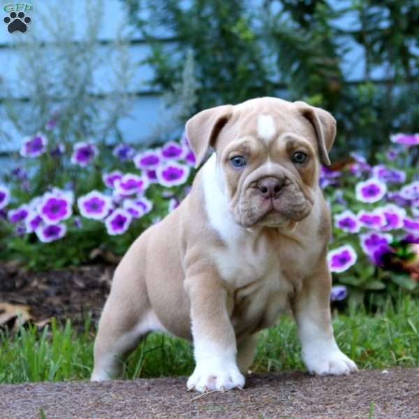 Sarge, Olde English Bulldogge Puppy