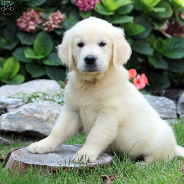 Sasha, English Cream Golden Retriever Puppy