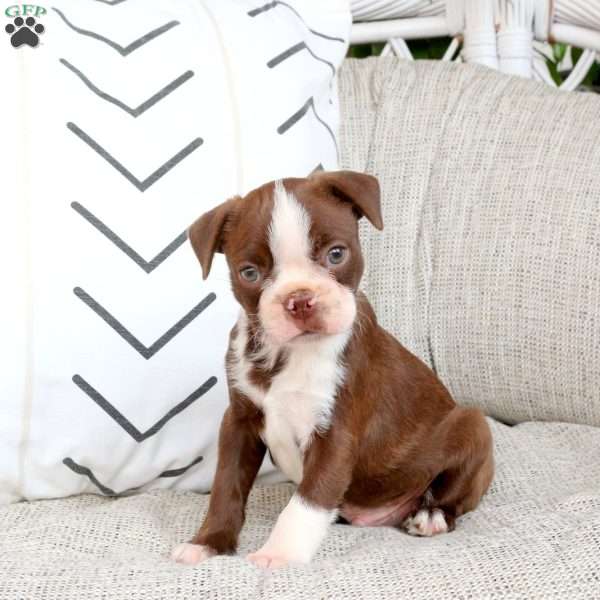 Sawyer, Boston Terrier Puppy