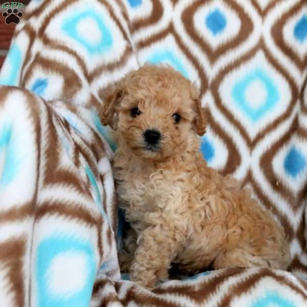 Sawyer, Miniature Poodle Puppy