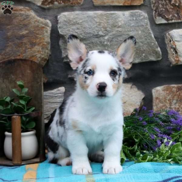 Sawyer, Pembroke Welsh Corgi Puppy