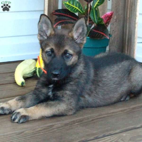 Saylor, German Shepherd Puppy