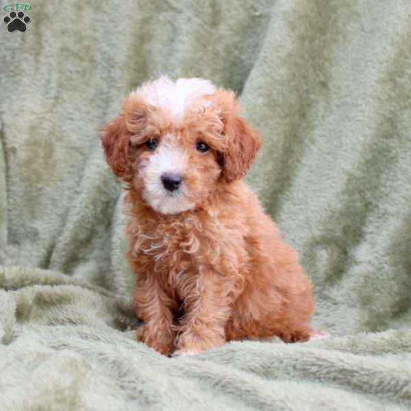 Scarlet, Cavapoo Puppy