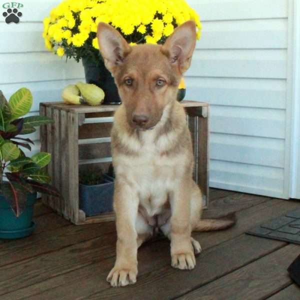 Scarlett, German Shepherd Puppy