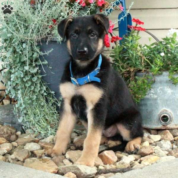 Scooby, German Shepherd Mix Puppy