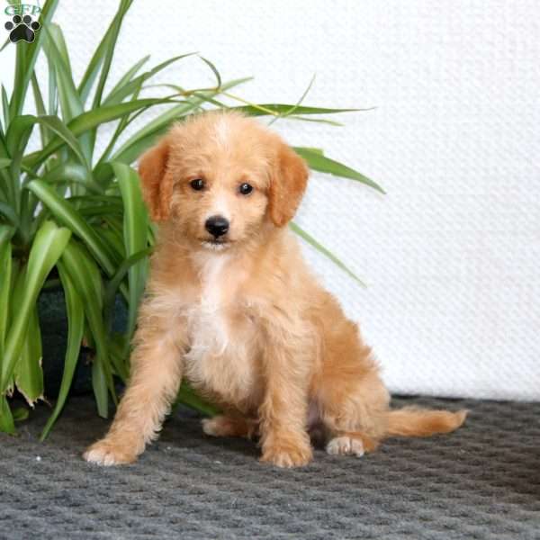 Scoopy, Mini Labradoodle Puppy