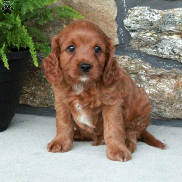 Scooter, Cavapoo Puppy