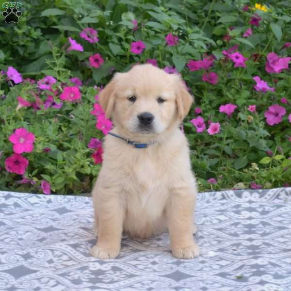 Scooter, Golden Retriever Puppy