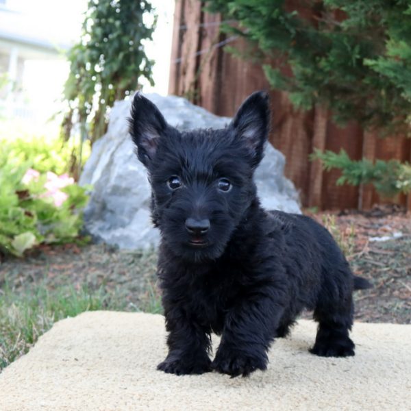 Scottish Terrier Mix