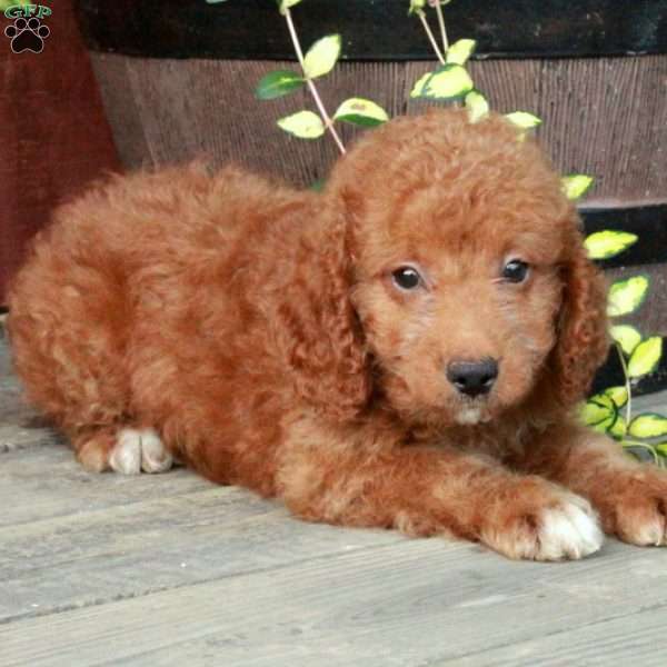 Scotty, Mini Goldendoodle Puppy