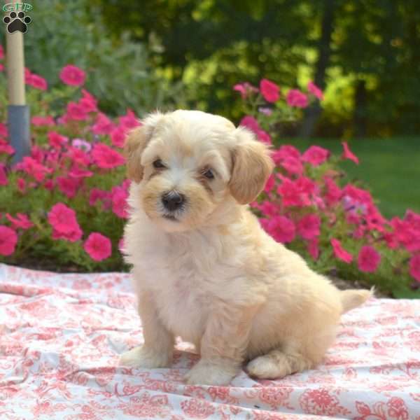 Scout, Maltipoo Puppy