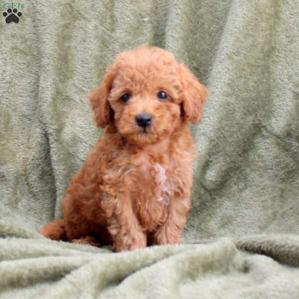 Scout, Cavapoo Puppy