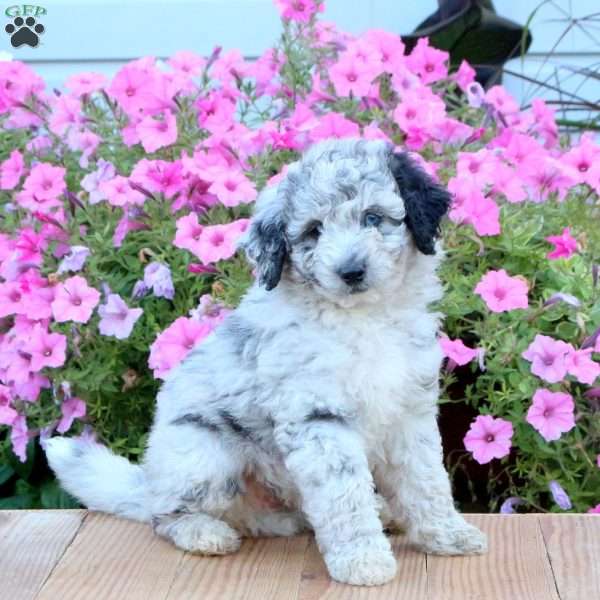 Scout, Mini Bernedoodle Puppy