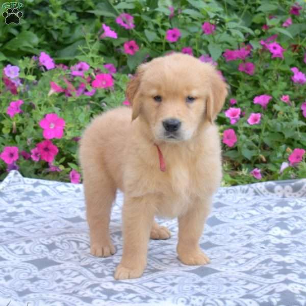 Scout, Golden Retriever Puppy