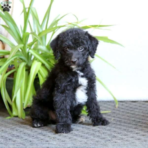 Scout, Mini Labradoodle Puppy