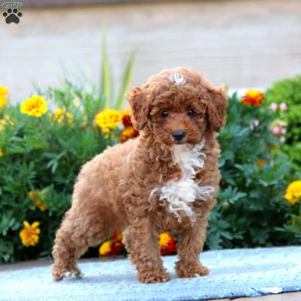 Scout, Miniature Poodle Puppy