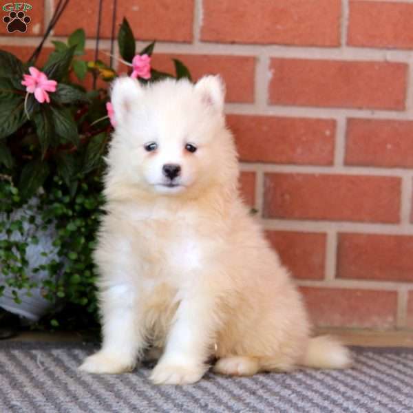 Scout, Samoyed Puppy