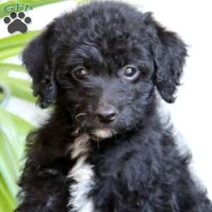 Scout, Mini Labradoodle Puppy