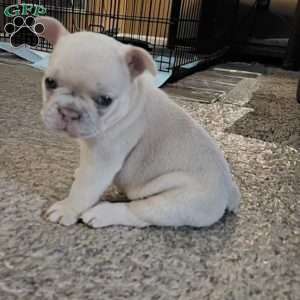 Legacy, French Bulldog Puppy