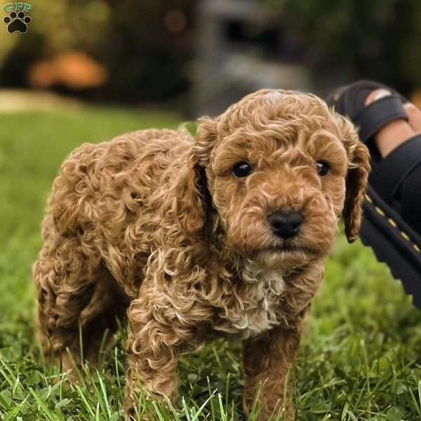 Bean, Miniature Poodle Puppy