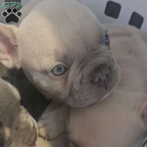 Legacy, French Bulldog Puppy