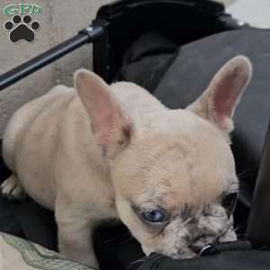 Luna, French Bulldog Puppy