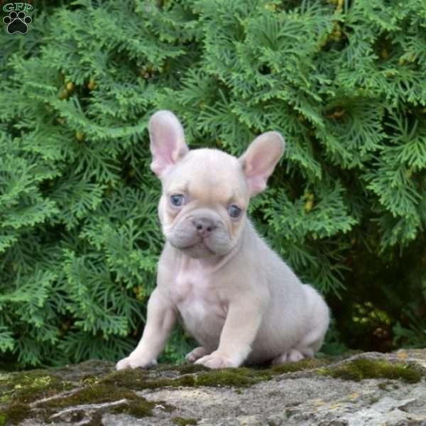 Seashell, French Bulldog Puppy