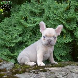 Seashell, French Bulldog Puppy