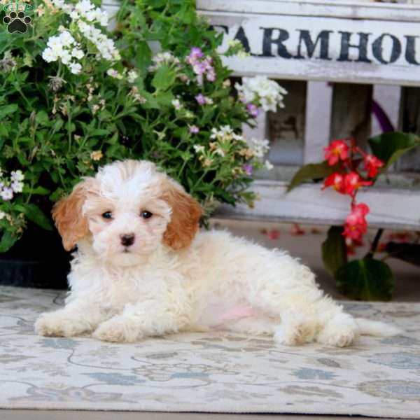 Sela, Cavapoo Puppy