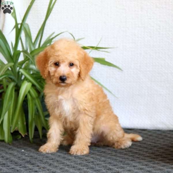 Serena, Mini Labradoodle Puppy